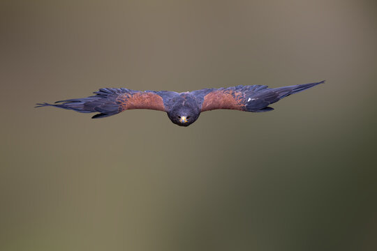 View of a Harris's hawk flying directly towards the camera with its wings spread against a soft blurred background in Selestat, Grand Est, France.
