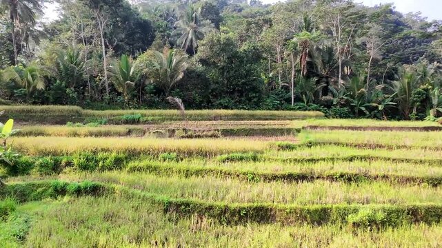Aerial View of Rice Fields and Tropical Forest in Wonosobo Indonesia