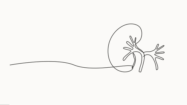 Human kidney sign animation continuous one line drawing. Self drawing animation of single line drawing kidneys. World Kidney Day, Hand Drawn Symbol Vector