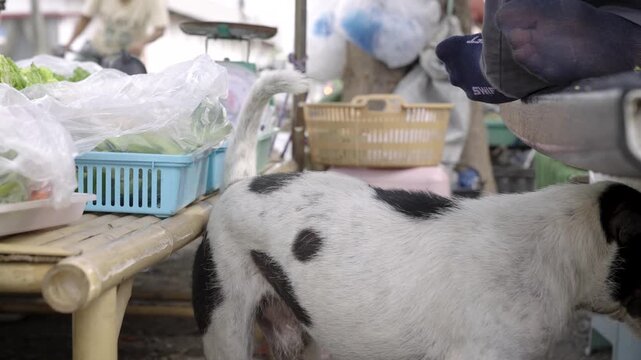 Street dog border collie dog  Looking camera wagged tail vegetable shop Real life street dog scene, medium shot,