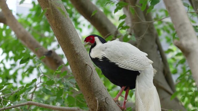 Lophura nycthemera perched on a tree branch looks around curiously in the wild forest.