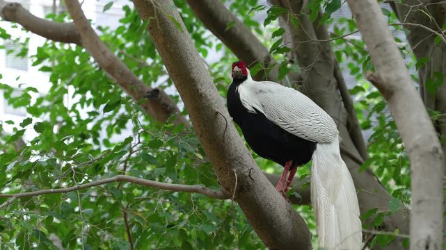 Lophura nycthemera perched on a tree branch looks around curiously in the wild forest.