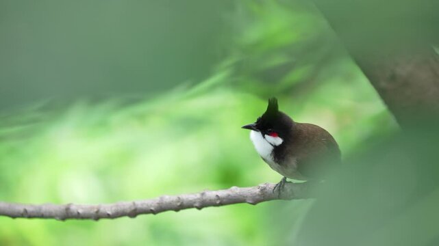 Red-whiskered bulbul perches on a branch framed by soft green foliage in the wild.
