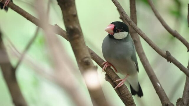 Padda oryzivora with distinct markings perching on a thin twig in the forest.