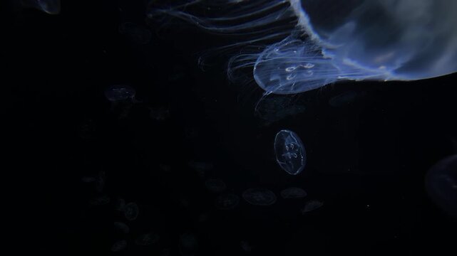 Jellyfish, 