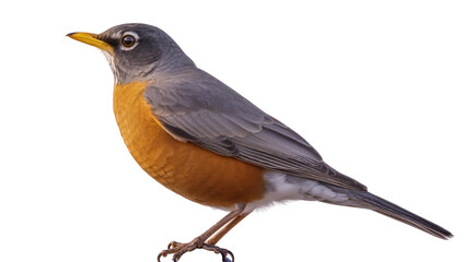 Obraz premium American robin with orange breast and gray back, isolated on transparent background