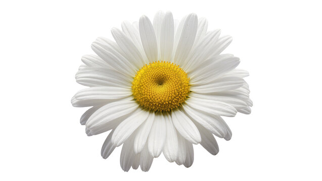 Single white daisy flower with yellow center, isolated on transparent background
