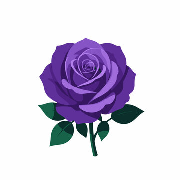 Purple Rose with Green Leaves on White Background
