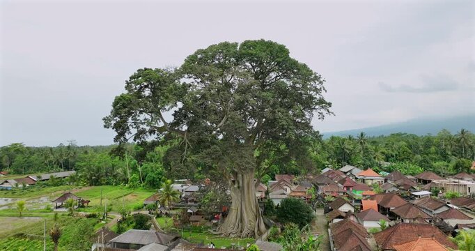 700 years old tree in Bali. Ancient Bayan tree