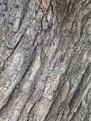 Fototapeta premium bark of a tree