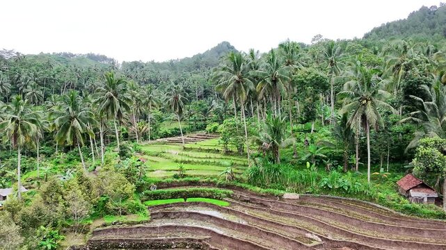 Aerial View of Rice Fields and Tropical Forest in Wonosobo Indonesia