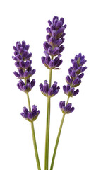 Obraz premium Purple lavender flower sprigs with green stems, isolated on transparent background