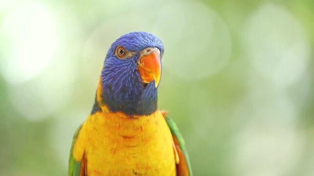Close up view of a colorful rainbow lorikeet looking directly forward