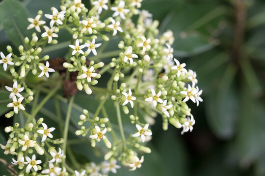 The Taiwanese cheesewood (Pittosporum pentandrum (Blanco) Merr.) flowers.