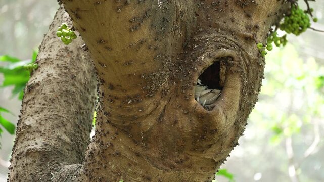 Leucopsar rothschildi bird peeks out from a natural nesting hole inside a thick tree trunk.