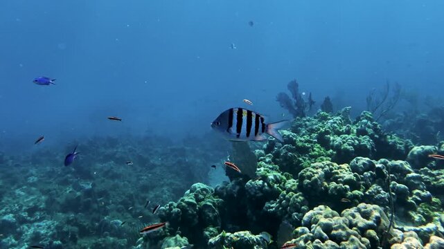 Tropical sergeant major fish swimming above a coral reef ecosystem &mdash; clear blue waters of Eleuthera, Bahamas.