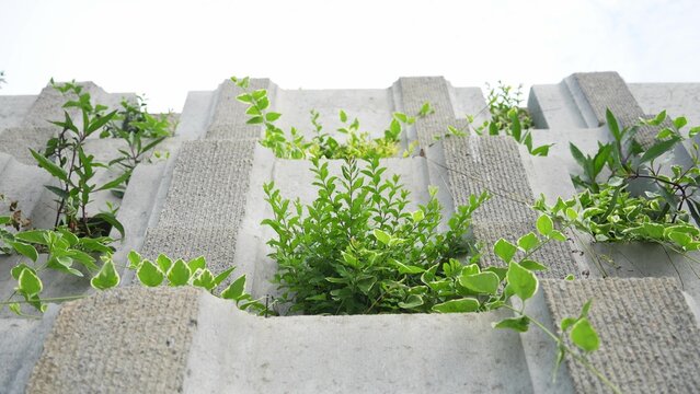 close up of concrete ecological brick wall with green plants growing on it