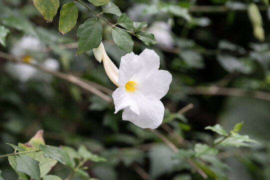 Beautiful King's Mantle (thunbergia erecta) flower.
