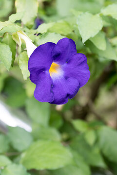 Beautiful King's Mantle (thunbergia erecta) flower.