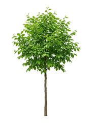 Fototapeta premium A young, healthy green tree with lush foliage stands isolated against a clean white background, symbolizing growth and nature.