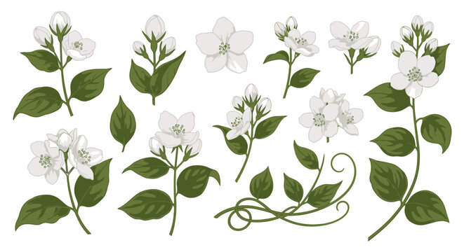 Botanical illustration set of jasmine flowers and green leaves