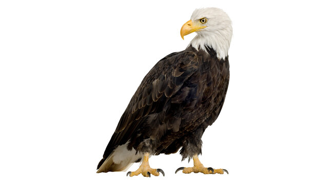 Bald eagle standing on a white background with bird of prey raptorial bird peregrine falcon red tailed hawk cooper s hawk predator