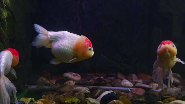 Oranda goldfish with red and orange wens gracefully swim and interact inside a home aquarium