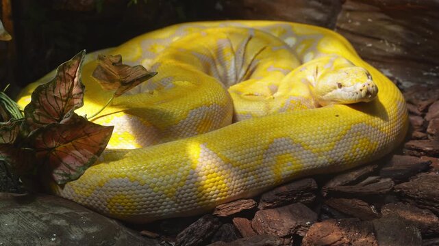 Large albino reticulated python rests coiled in a zoo enclosure.