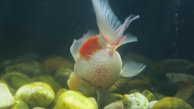 Beautiful Oranda goldfish actively forages among the light colored rocks at the bottom of a clear aquarium