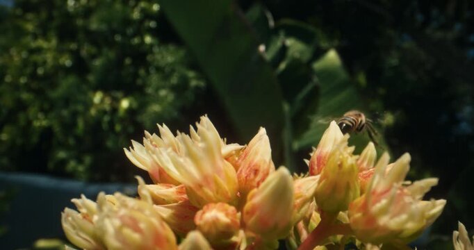 Low shot of bee buzzing across yellow flowers and buds