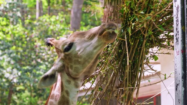 Giraffe enjoys bundle of fresh green leaves at a wildlife park on a bright sunny day