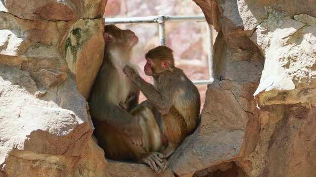 Rhesus Macaque mother and baby peacefully bond and groom while sitting comfortably in a rocky habitat during daytime