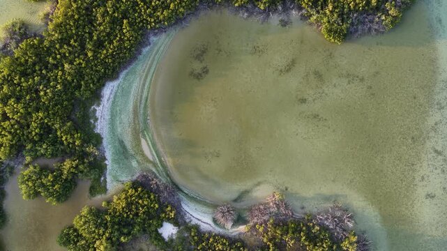 Aerial view of the lush green mangroves and shallow turquoise waters of Yucalpeten lagoon near the coast in Progreso, Yucatan, Mexico.