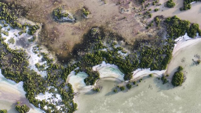 Aerial view of the Yucalpeten mangroves and shallow turquoise waters along the coastline in Progreso, Yucatan, Mexico.