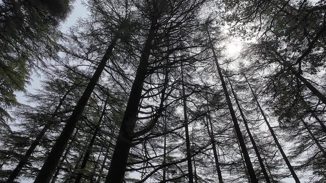 Scenic View Through a Thick Grove of Alpine Pine Trees in the Himalayan Region of Uttarakhand