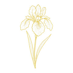 Obraz premium PNG Elegant golden iris illustration.