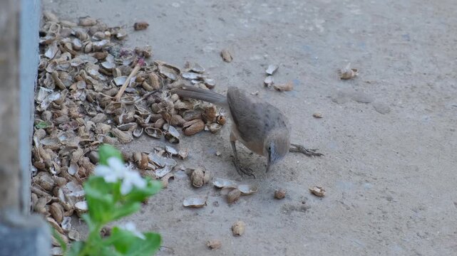 A Jungle Babbler bird searching for food among discarded peanut shells on the ground
