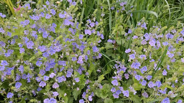 Small blue veronica chamaedrys speedwell wildflowers in green grass