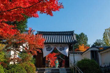 Fototapeta premium Japanese woman in Kimono at Kenninji temple and fall leaves, Kyoto