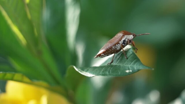 Close macro shot of a shield bug on leaf.