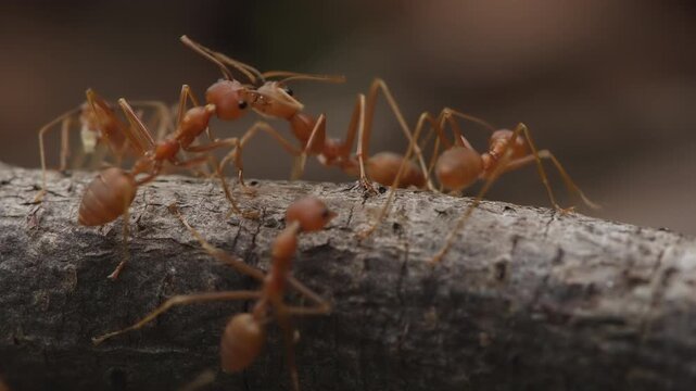 Close macro shot of weaver ants interacting on wood.