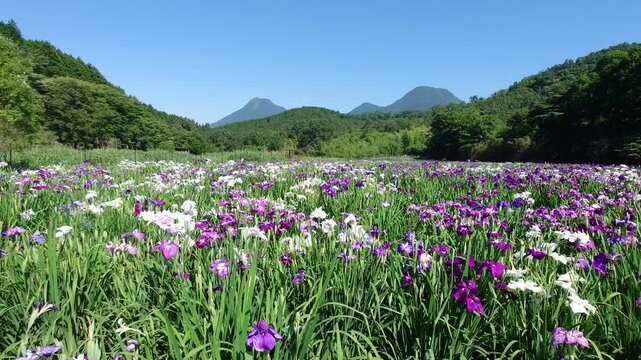 花菖蒲園（大分県別府市神楽女湖）