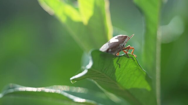 Macro view of a shield bug crawling on foliage.