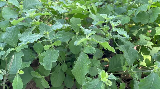Close up of Solanum torvum shrub with lush green leaves