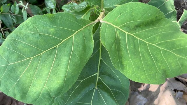 Close Up of Large Green Teak Leaf with Detailed Veins Texture