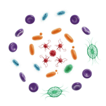Radial infographic showing crimson bacteriophages, azure paramecia, orange yeast, emerald diatoms and violet blood cells on white background, scientific clarity