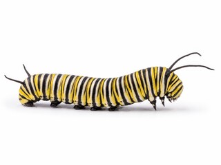 Naklejka premium Colorful striped caterpillar black yellow and white pattern simple side profile crawling pose clear head detail natural educational insect concept isolated on pure white background soft diffused