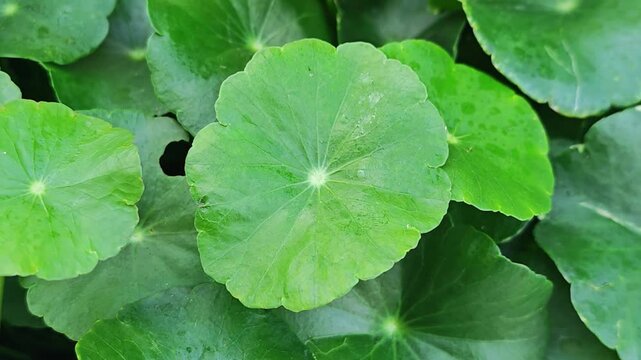 Centella asiatica