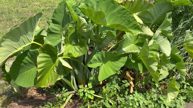 Lush Green Taro Plants Growing Wild in Tropical Garden
