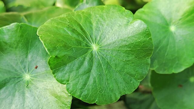 Centella asiatica